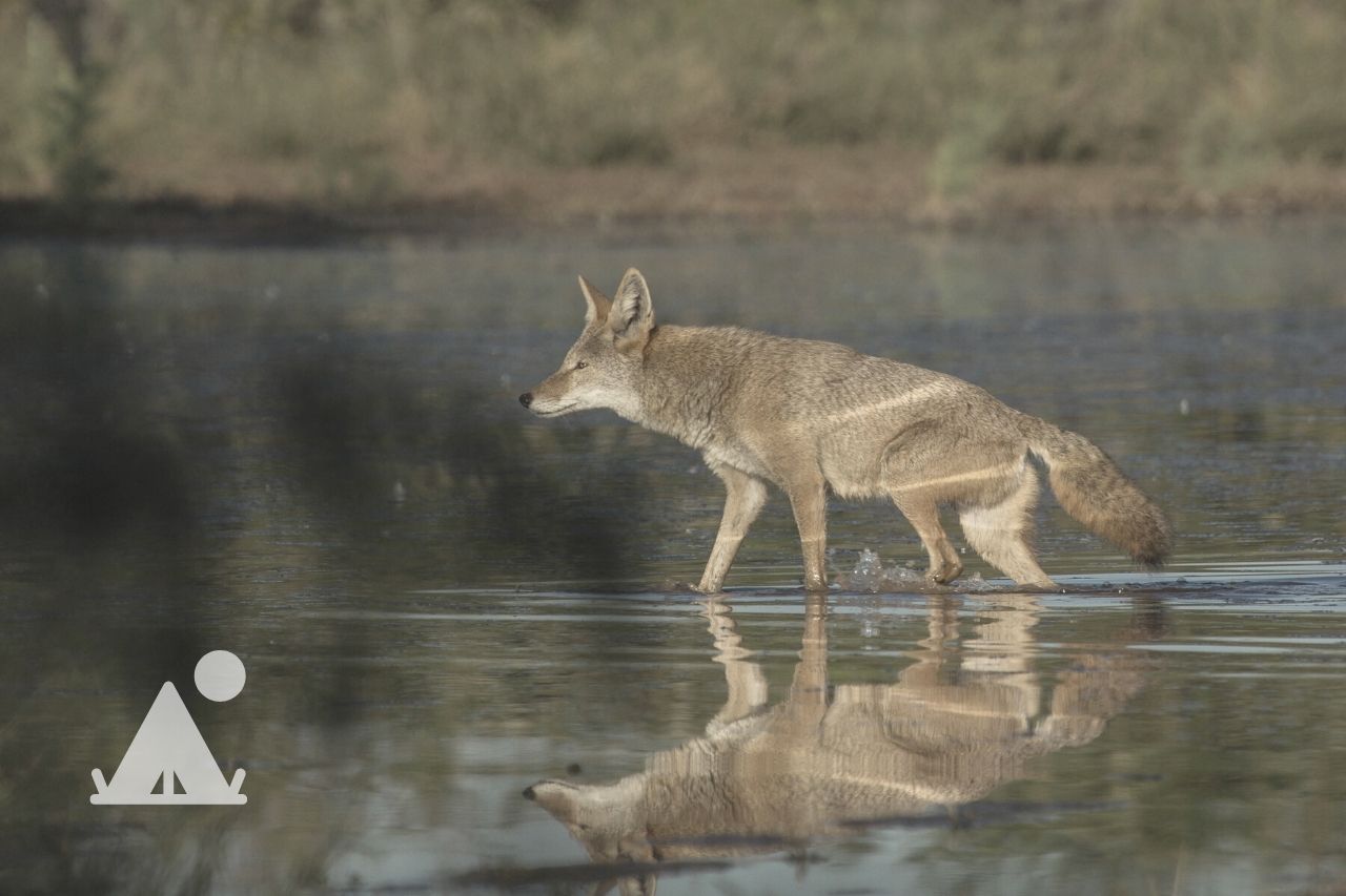 How To Stay Safe From Wildlife When Camping