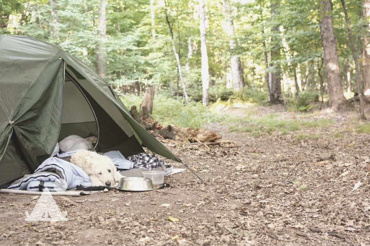 Where Should My Dog Sleep When Camping?