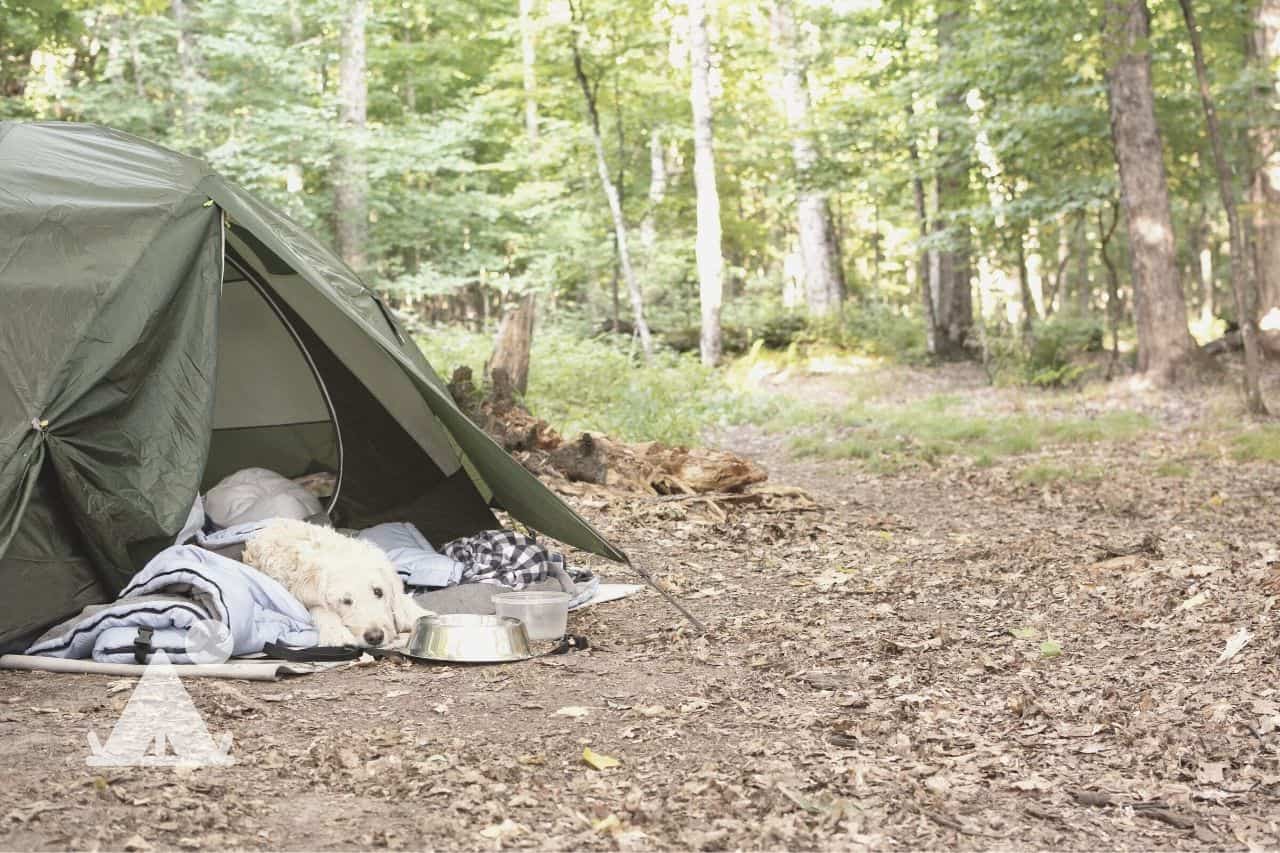 training dog to sleep when camping